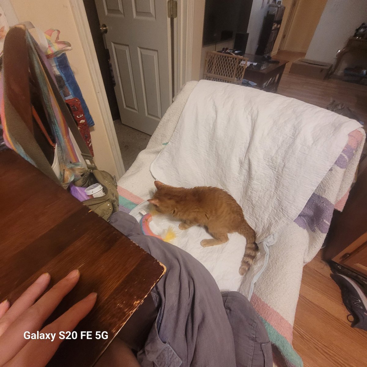 I have to work on some stuff, so I moved Louie to the kitchen. I'm always afraid he will fall off the couch if I'm not sitting right there. HE isn't too such about this. I gave him a treat, sssoooo 💁‍♀️🤞 #cerebellarhypoplasia #chlove #wobblykitty #chkitty #louiepatchouliblue