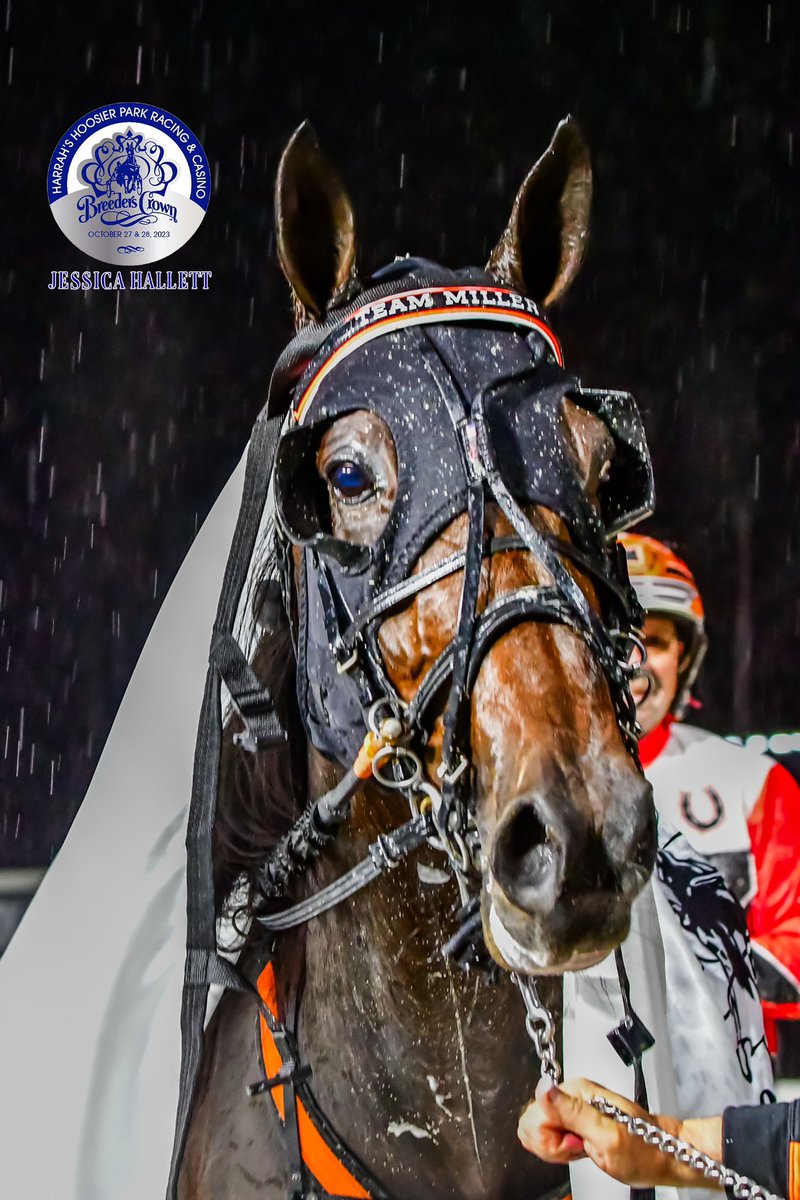 Max Contract (Huntsville-Big Mcdeal-Mcardle) has a career record of 15–1-5 with $658,405 banked from 27 starts. Here, she won the Breeders Crown for Open Pacing Mares in 1:50.2 @HoP_Racing for Team Miller on Oct. 28. 2023.