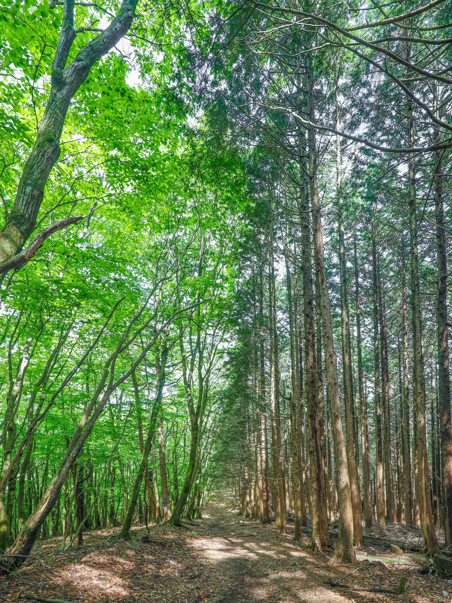 右と左、木の種類が異なっている🙁