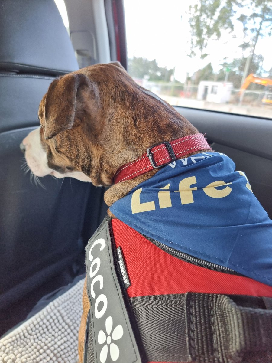 She's on her way home. They gave her a 'Life Saver' bandana 🥹♥ #staffy #staffie #amstaff #GiveBlood