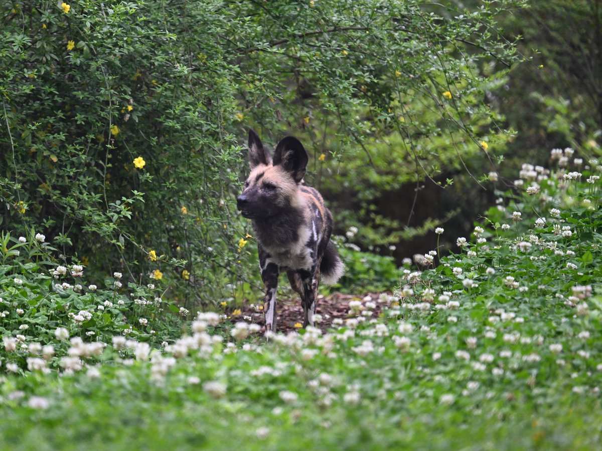 アフリカにはない風景ですが
似合います
#リカオン #AfricanWildDog #ズーラシア #ZOORASIA