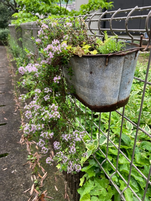 タイムの流れる感じと　
プランターのサビ感。
こういう雰囲気好きです😊

(お昼休憩)

#creepingthyme 
#gardendecor 
#ハンギング
#めちゃおきにいり
#gardening
#ガーデニング #お庭
#lowcost #lowmaintainance
#TLを花でいっぱいにしよう　
#Cのお庭 #GW中盤