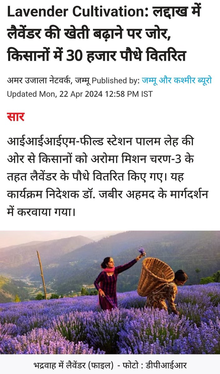 Amar Ujala: #Ladakh में लैवेंडर की खेती बढ़ाने पर जोर, किसानों में 30 हजार पौधे वितरित Read: amarujala.com/jammu/awarenes…