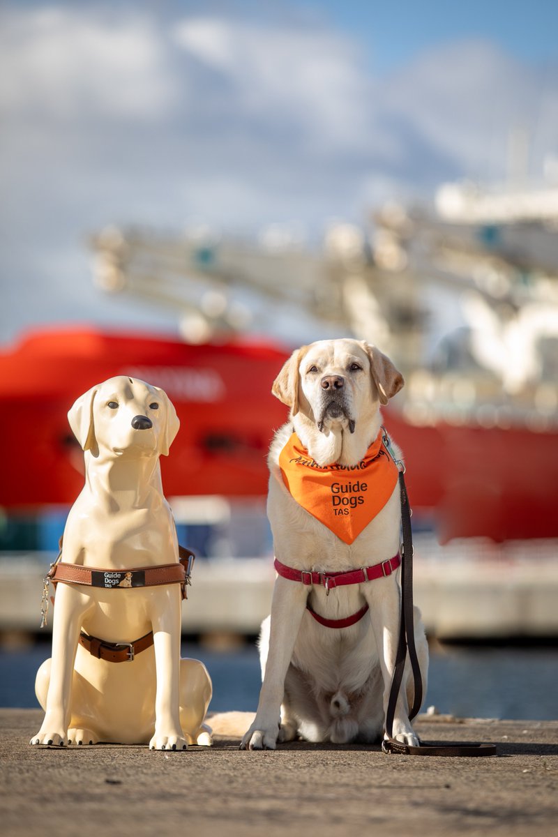Fibreglass collection dog Stay was a much-loved feature at Australia’s Antarctic stations before she disappeared a few ago. Guide Dogs Tasmania has kindly supplied a replacement - she’ll head to Macquarie Island on RSV Nuyina next week. 📷Jesse Blackadder, Pete Harmsen
