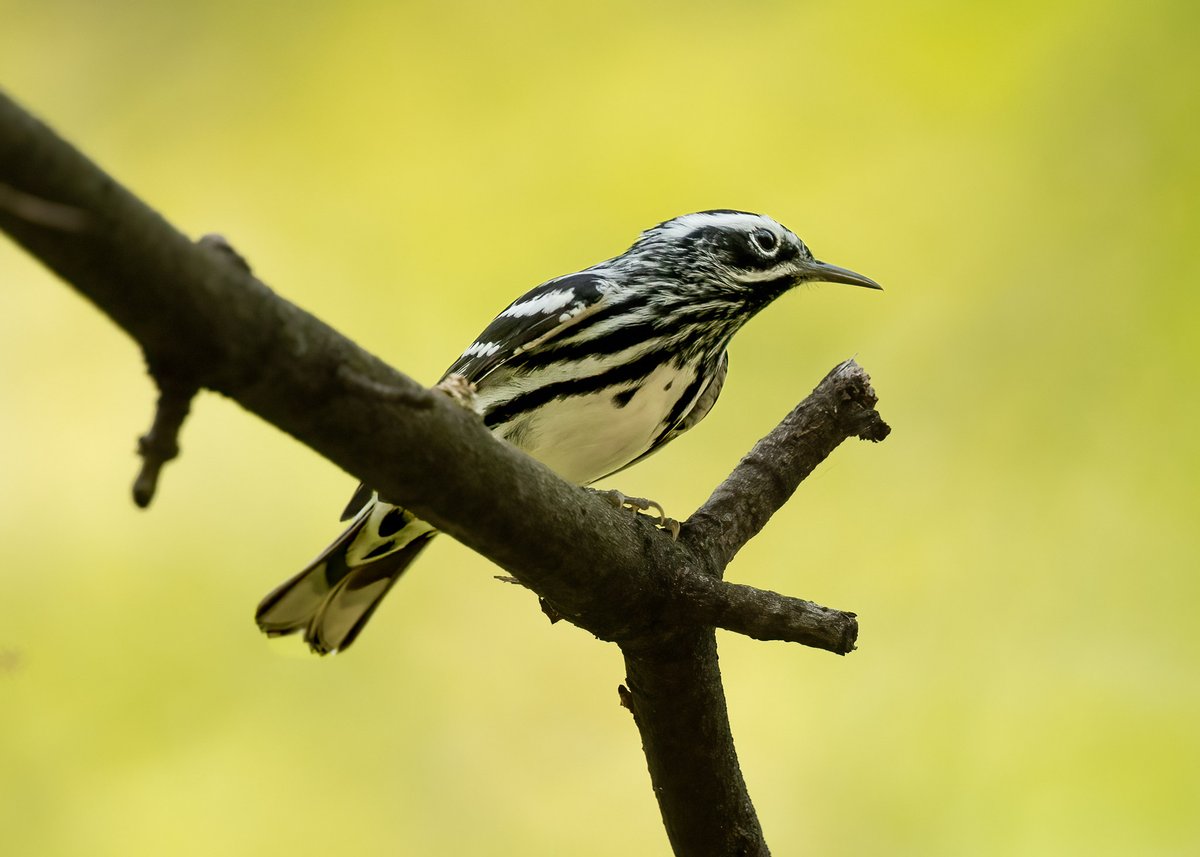 Black-and-white warbler in NYC Central Park (4/29/24) #NaturePhotography #nature #urbanbirds #birdcpp #TwitterNaturePhotography #BirdsSeenin2024 #wildlife #wildlifephotography