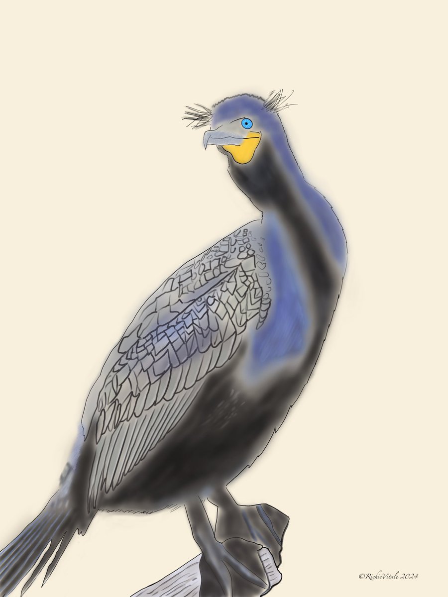 A drawing derived from my photograph. This was one of my favorite birds in Central Park. The Double-crested Cormorant looks downright prehistoric, but I gave him a little bit of a Disney-like anthropomorphic look in the face area.

#birdcpp #birding #birdwatching #CentralParkNYC