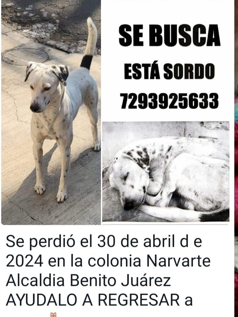 @PrrosPerdidosMX #perdido #perrosperdidos #cdmx #sebusca #AlertaAmber canina