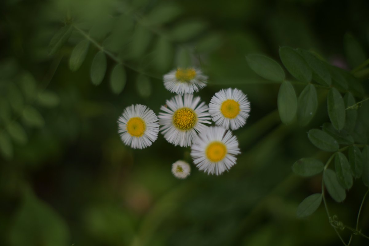 Nikon Zf YASHICA AUTO YASHINON DS-M 50mm F1.4 #yashica #autoYashinondsm50f14