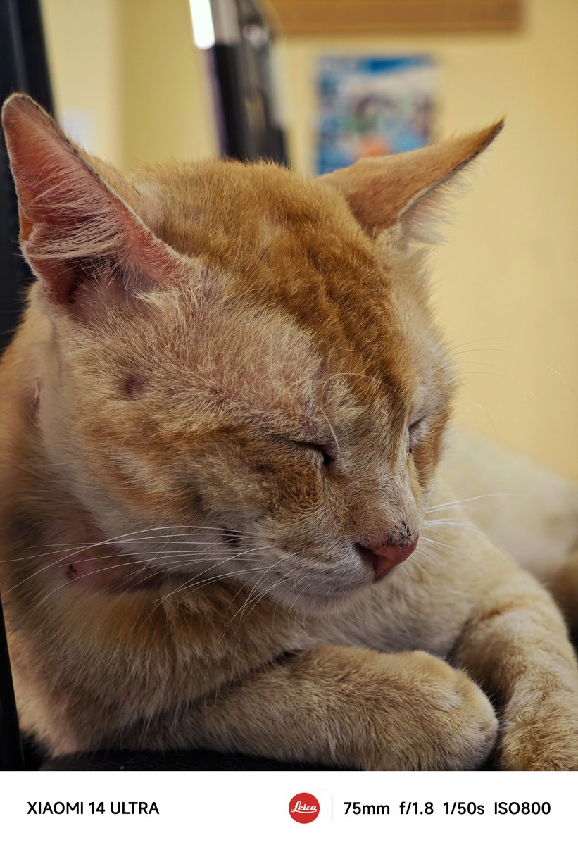 Meow meow

🟠📸🔴 Xiaomi 14 Ultra