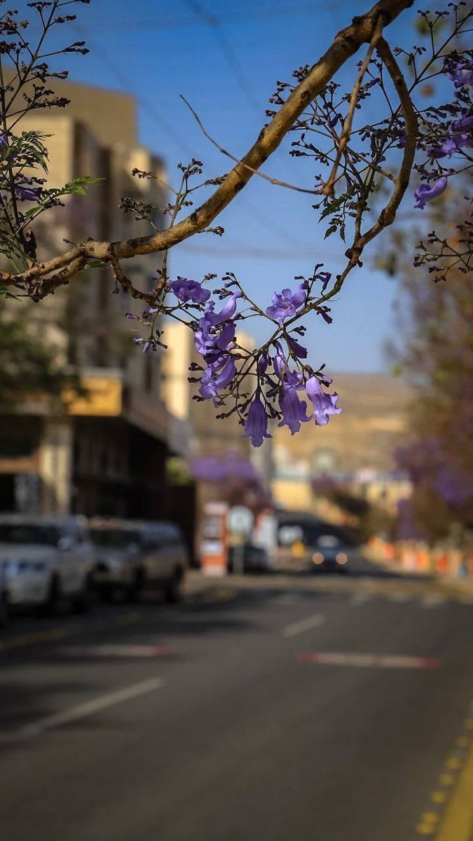 Rasha Helal 🦋 tweet media