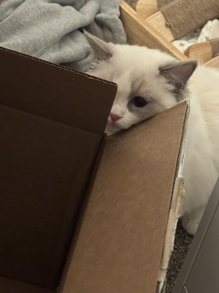 lonimonibtw's tweet photo. no cam stream on da twitch https://t.co/Zpl76Ek4Yf