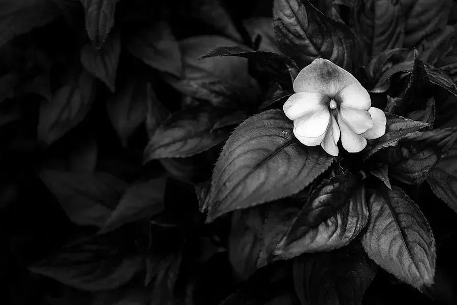 Art for the EYES and to grace your walls. Click link for info and pricing 
 buff.ly/3JHsbQt

 #flowerlover #amazing #creative #photooftheday #naturelover #artforsale #artlovers #wallart #photo #nature #blackandwhitephotography #blackandwhite #blackandwhitephoto
