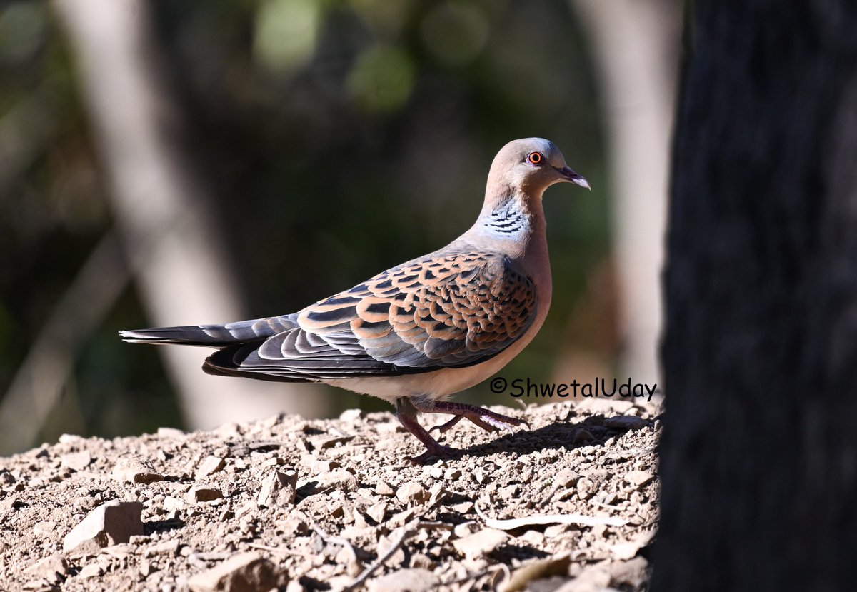 Oriental turtle dove
#IndiAves #BBCWildlifePOTD #BirdsSeenIn2024 #birds #birding #TwitterNatureCommunity #birdphotography #photooftheday @NatGeoIndia
@NatureIn_Focus #uttrakhandtourism #uttrakhand @Advay_Advait