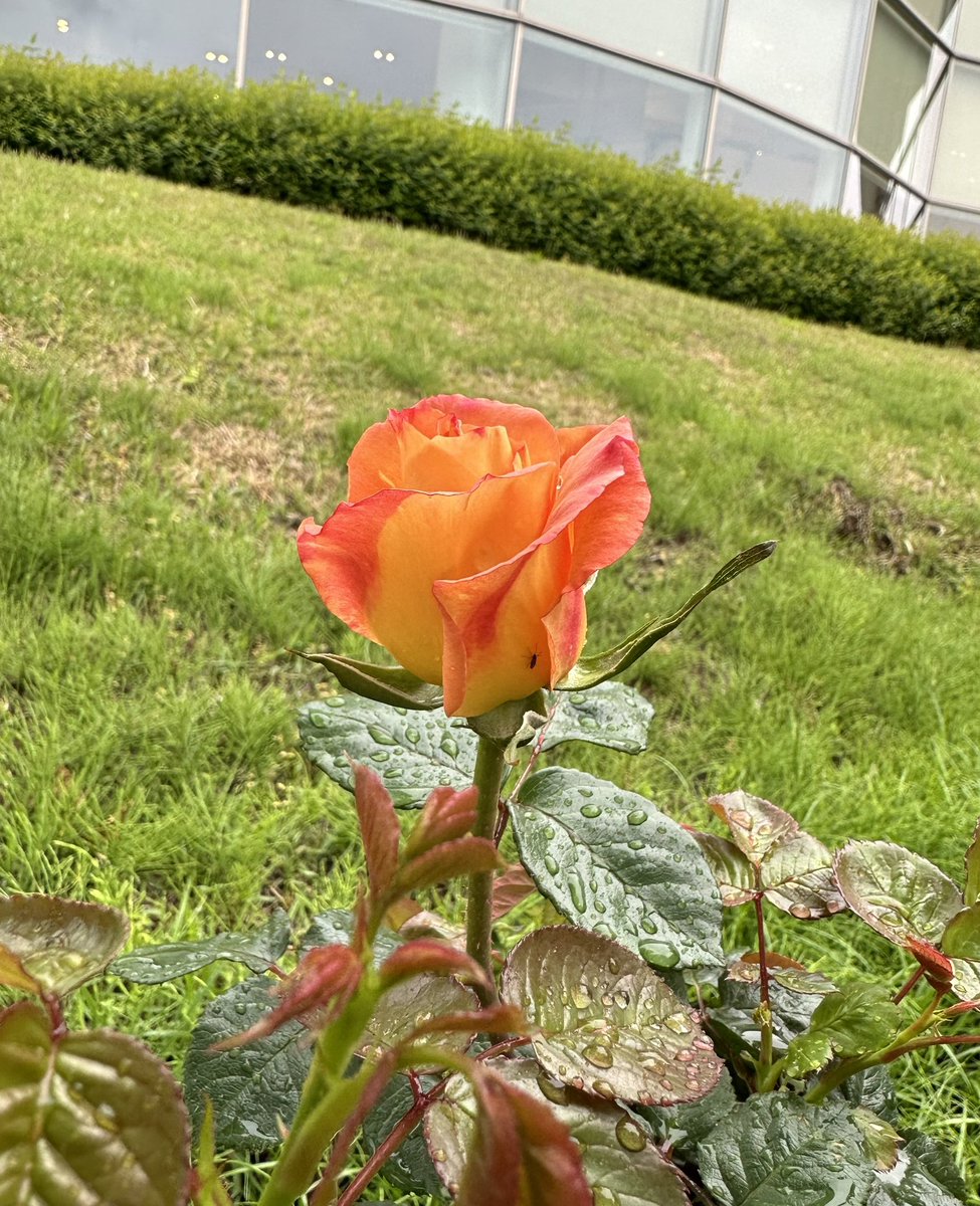 本日は傘さして昼休み散歩☂️
雨だって職場のバラ園チェックは欠かせません🌹

今日のナンバーワンは大人っぽい微妙な色合いのこの子かなあ
しっとり濡れてあでやかです🩷

黄色いのもフリルみたいな薄ピンクも元気なオレンジ色も、みんな美しいです😍
#バラ園 

The rose garden at work is gorgeous.