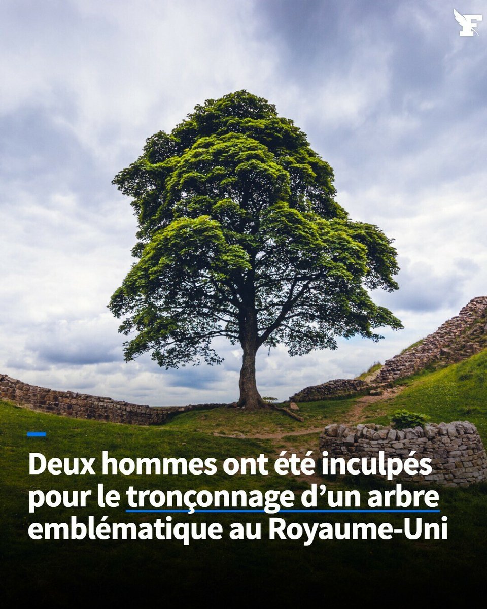 Les suspects sont accusés de dommage criminel pour avoir scié à la base le Sycamore Gap, l’arbre le plus célèbre du Royaume-Uni, sucitant une émotion considérable dans le pays. →lefigaro.fr/flash-actu/deu…