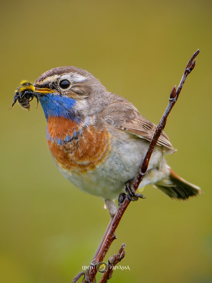 Sinirinta • Blåhake • Bluethroat (Luscinia svecica)