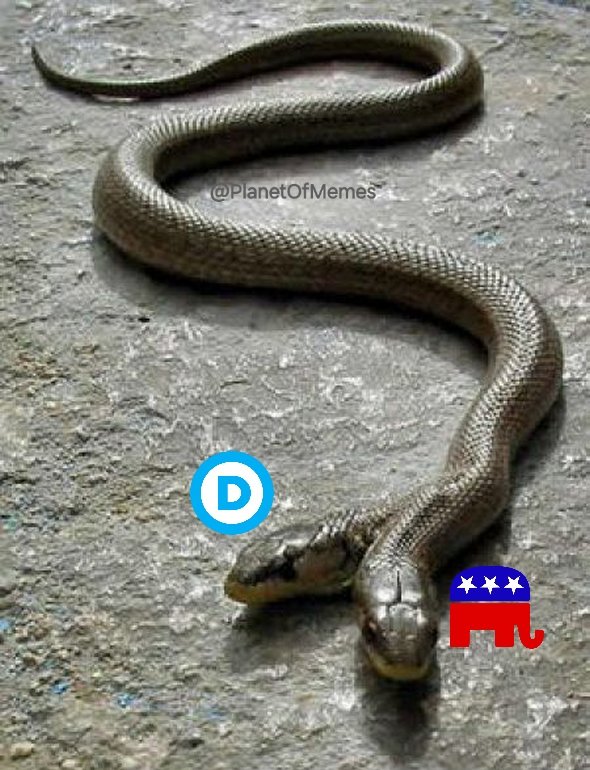 @BasedMikeLee Two-headed snake