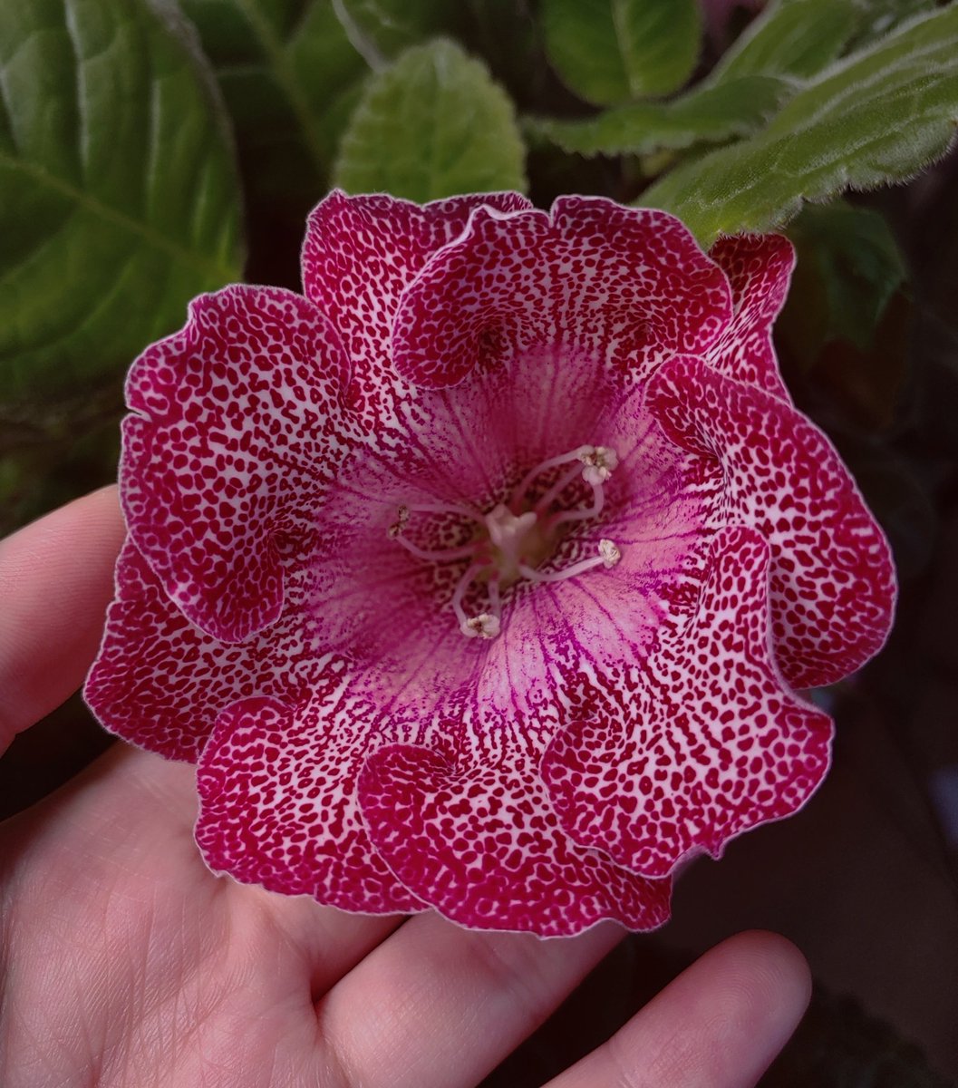 RT💚리버스 식목일 알티이벵🌸

알티하신분들 중에 3분 추첨하여 화려한 꽃이 피는 글록시니아 테리 모종 보내드립니다🥰
많관부💚

✔️택배 착불 혹은 택배비 별도
✔️5월 4일 당발
✔️키우는 방법 및 상세사항은 아래 인용트윗 참고👇
x.com/puljigumong/st…