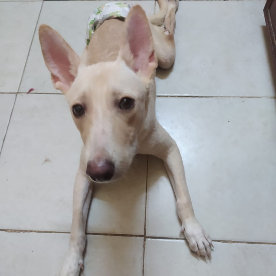 If ever a dog needed a miracle it is Nagy

We are giving up hope

Pls #RT so that the 1 in a million home might come forward? A family that can not only open their heart to a disabled incontinent #dog, but can also fly to #Egypt and travel back with him

miraclesmission.org/2023/03/06/nag…