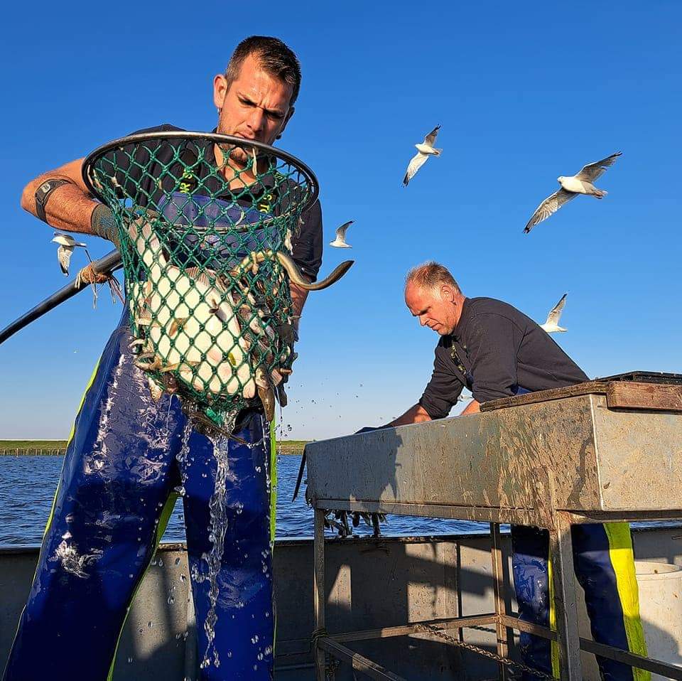 Dag van de palingarbeid | Gerookt, gestoofd en gebakken #paling. Vanaf vandaag is het hoofdingrediënt voor deze traditionele lekkernij weer op meer plekken verkrijgbaar. Op 1 mei start het palingseizoen op groot water. #Palingvissers: een goede vangst! Foto: Michel Verschoor