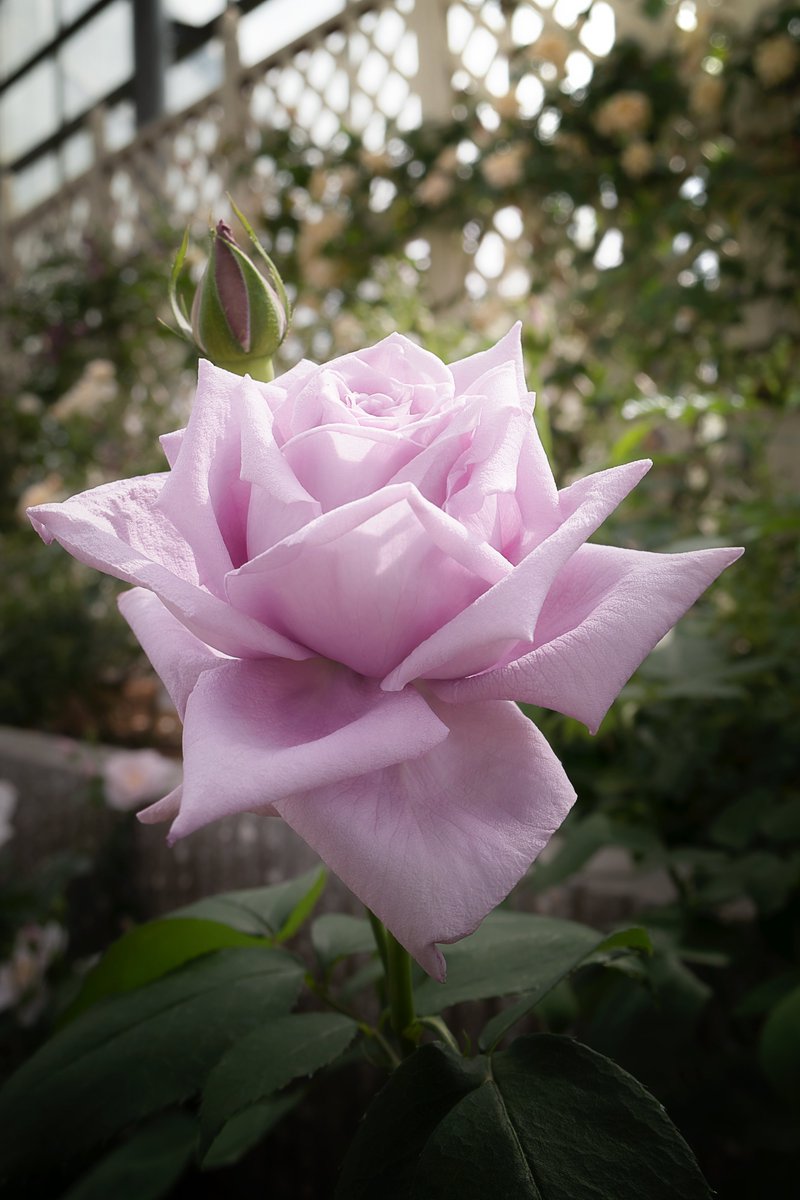 今日もお疲れさまでした(*´ω`*) 明日出社したらGW後半戦(*´ω`*) #花 #バラ #rose #ファインダー越しの私の世界 #キリトリセカイ #TLを花でいっぱいにしよう #nikonphotography #Nikon #ℤ30 #私とニコンで見た世界 #photo #photograghy