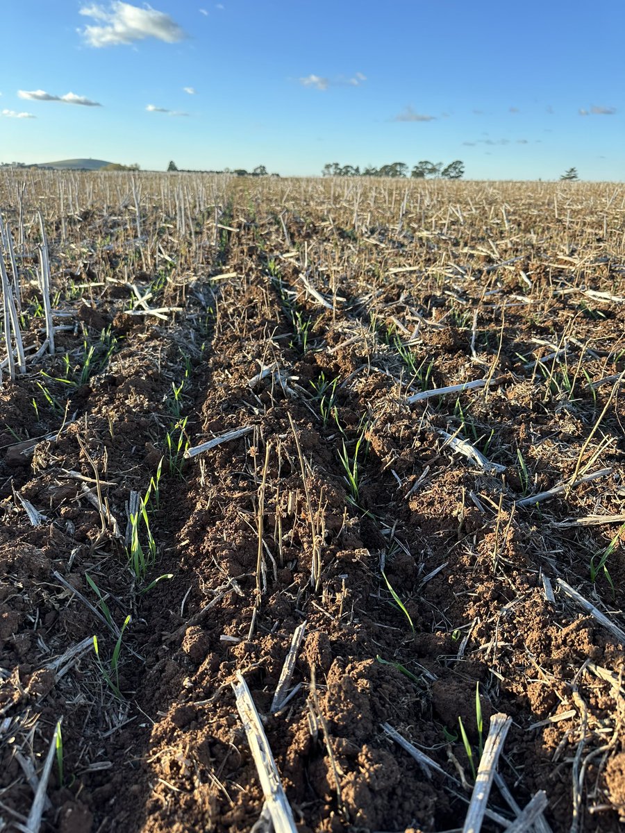 Sakura and Voraxor working well in a problem paddock of high broadleaf weeds. <a href="/Bayer4Crops/">Bayer | Crop Science</a> <a href="/BASF/">BASF</a>