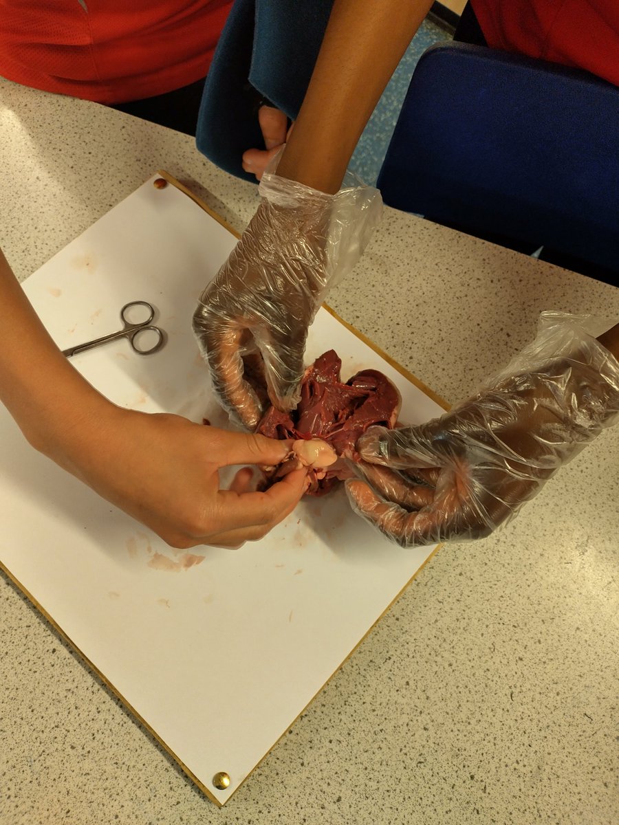 Year 9 are learning about the structure and function of the heart, so today they have completed some dissections.