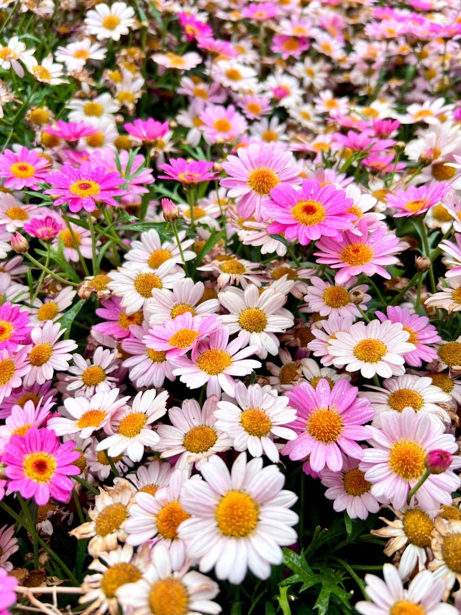 011Flopy's tweet image. Flowers always make people better, happier and more helpful. -