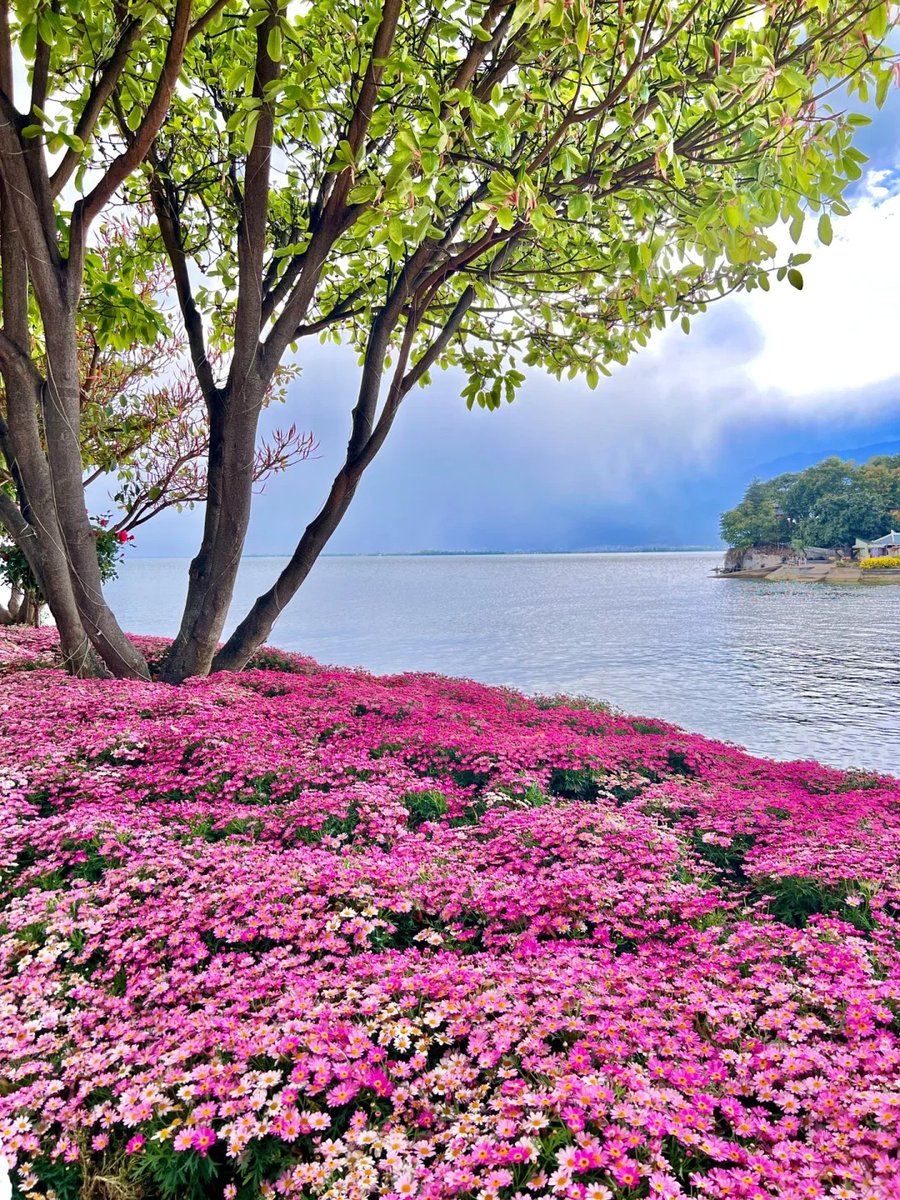 011Flopy's tweet image. Flowers always make people better, happier and more helpful. -