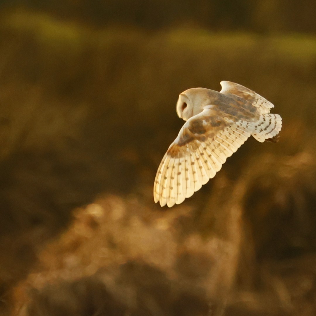 A barn owl captured in flight, submitted by Stephen Crook 🦉 Submit your own photos into this year's photography competition: ow.ly/jT0450QLtIQ