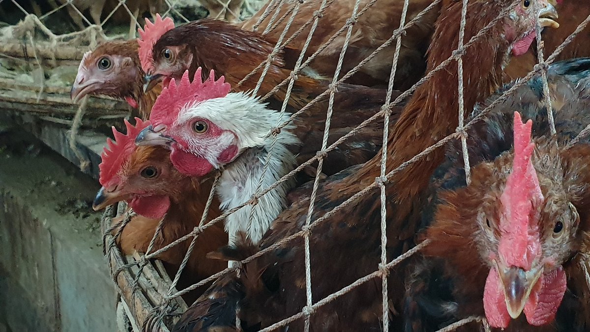 #Pandemic prevention strategies need to pivot away from a focus on Asia's wet markets in favour of multi-pronged #AvianInfluenza control, starting on farms and in bird supply chains. New #research reveals why. #BirdFlu #H9N2 #OneHealth @GCRF @UKRI_News (1/3)