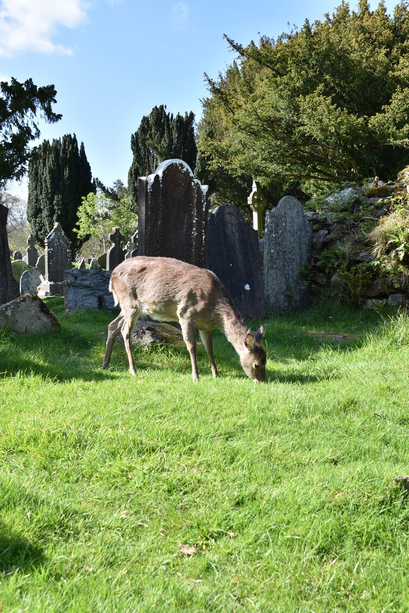 [#mercrediMenagerie] En visitant le monastère de #Glendalough, en #Irlande, j'ai vu des faons se promener tranquillement. 🦌🦌🦌 Je vous en parle bientôt sur le blog ! 😉 👉letourdumondeen80ans.fr 🇮🇪 #voyage #travel #eire #ireland #heritage #animal #AnimalLovers #nature