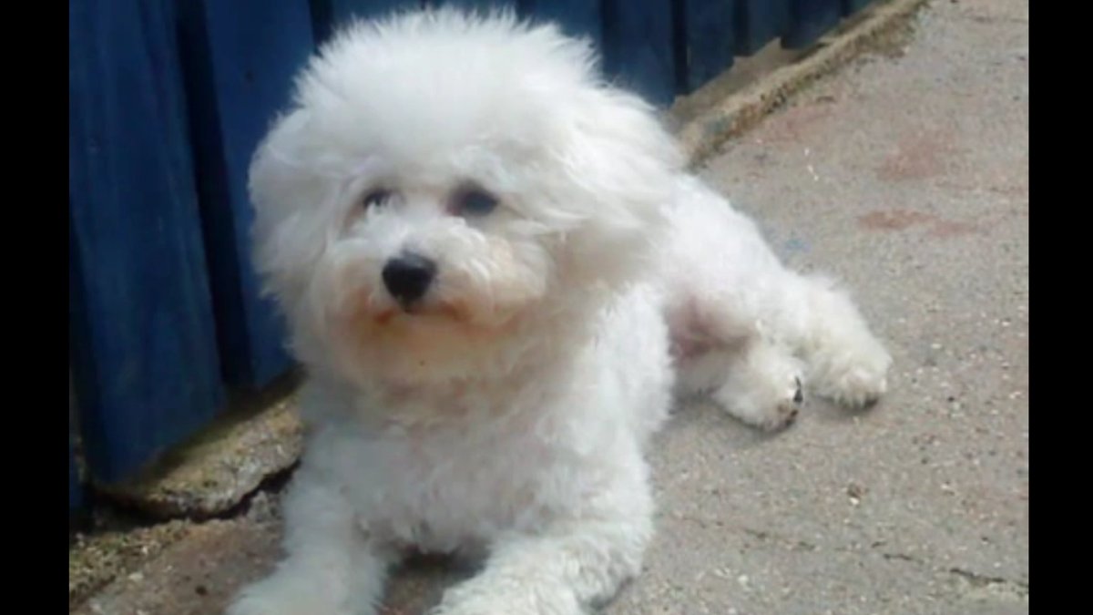 Seasonal dog beach bans return today May 1st in #filey and along the #yorkshirecoast  #Yorkshire #dogban #beachlife #northyorkshire #dogs