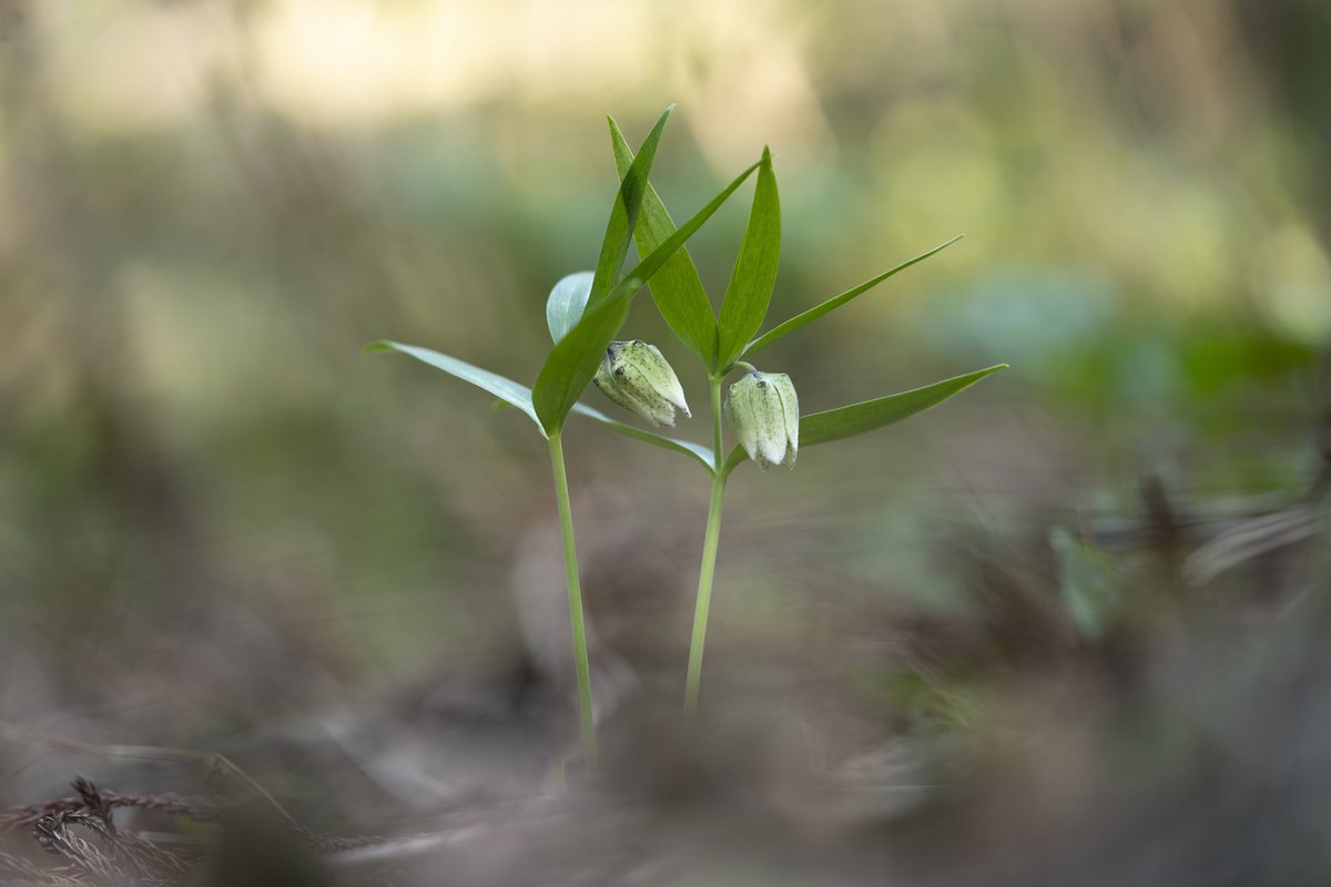 Fritillaria flowers that whispering to each other. I strained my ears to hear their conversation.
