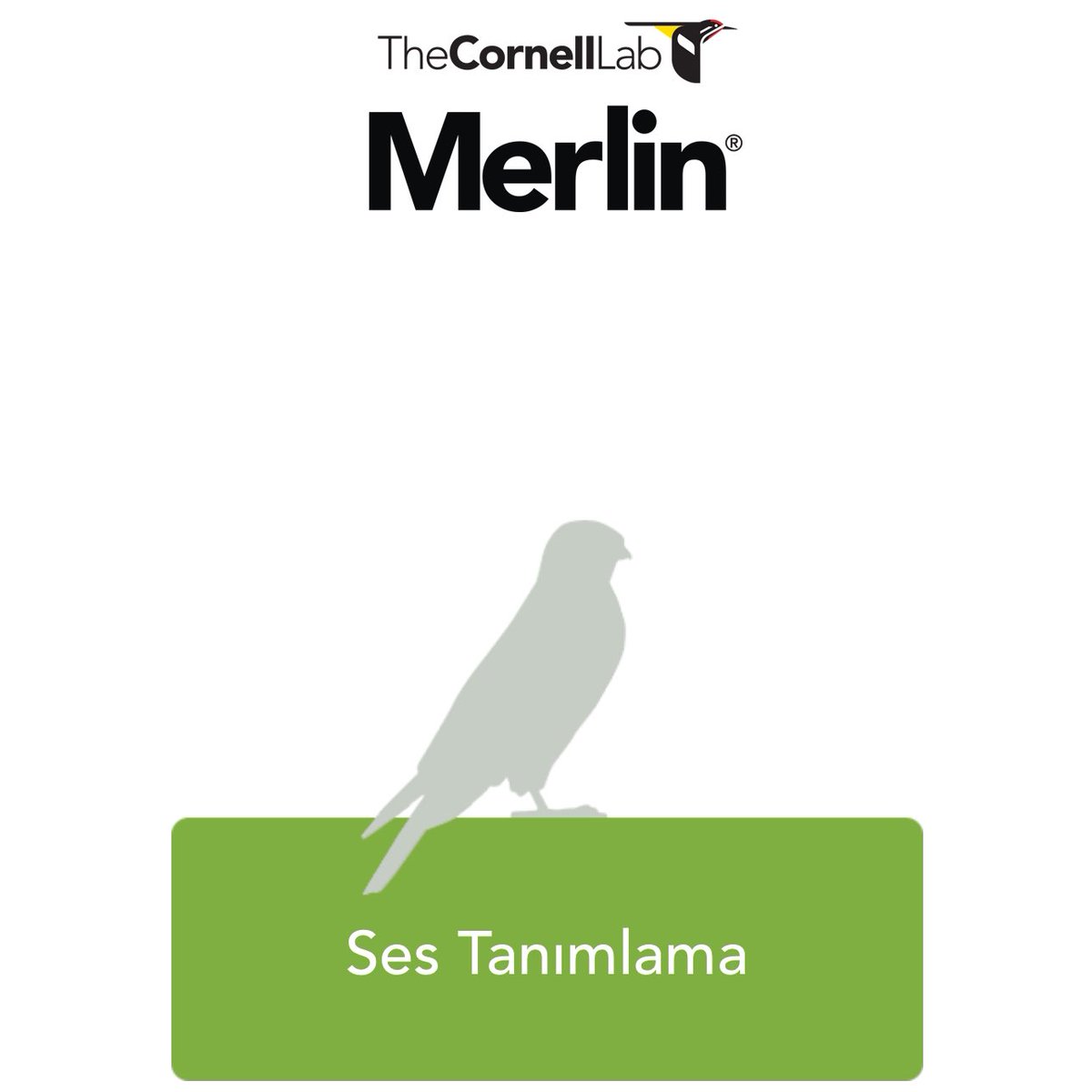 Hadi Merlin sayesinde kayda aldığınız kuşların listesini konum belirterek buradan paylaşalım🍀 Bugün kayda alınan en nadir türü bulana imzalı bir kuş fotoğrafımı hediye edeceğim😀🍀💚 Yorumlarda buluşalım