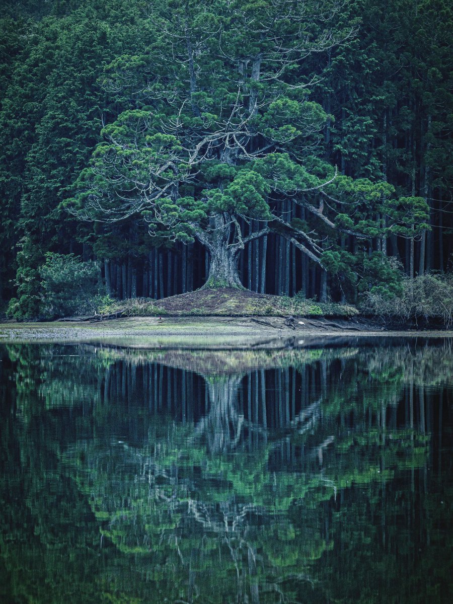 滋賀県にある水辺の一本杉の幽玄