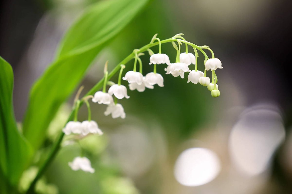 GuillaumeB65's tweet photo. Un p'tit brin de muguet a vous tous et a vous toutes , avec pleins de bonheur ! 
Bon 1er mai ! 

#1erMai2024 #bonheur #PositiveVibes #PositiveEnergy https://t.co/UNqBfhpK9U
