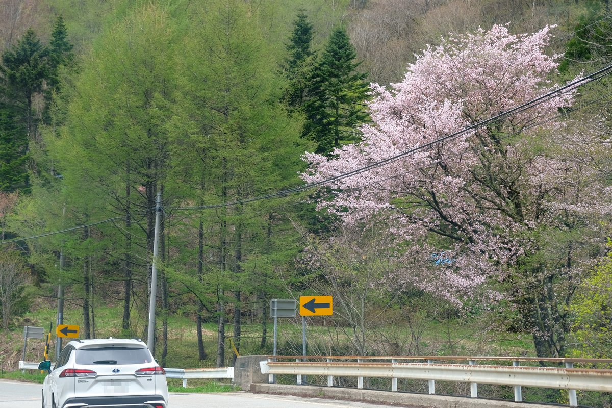 お昼近くなっても標高の高いところは霧がかかっていました。 乗鞍スカイラインは、24年中に崩落現場周辺に仮設道路を作り、通行できるようにする予定とのこと。 #飛騨高山