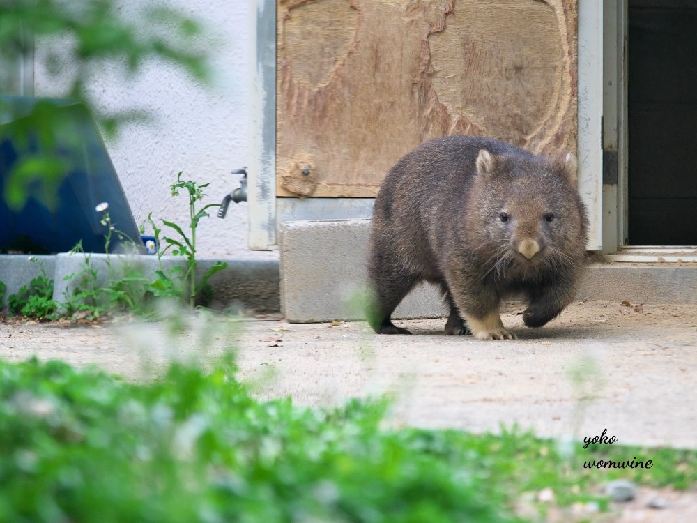 寝起きのユキちゃん
お顔が土だらけですよ〜

#五月山動物園 　#池田市　#ウォンバット　#ユキ　#ユキちゃん　#yuki　#wombat　#wombatlove　 #satsukiyamazoo