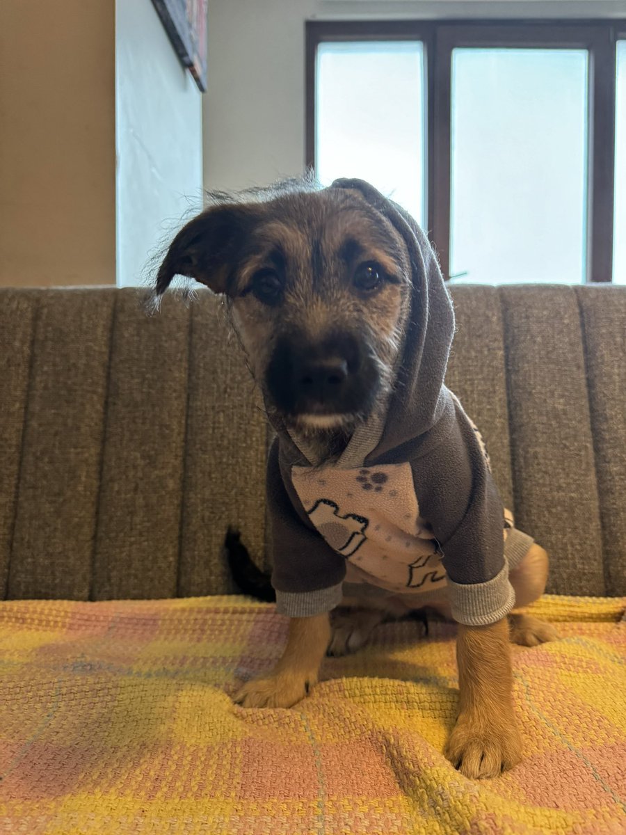 Arkadaşlar yuva ilanımı paylaşır mısınız? Aynı yerlerde dönüp duruyor ilan
3 aylık, dişi terrier kırması
Tuvalet eğitimi tam
İlk karma, bronşin ve corona aşıları yapıldı
Anne sutuyle büyüdü 
En fazla 7-8 kilo olacak harika bir köpek
Bir an evvel yuvasına gitmesi hepimiz için en