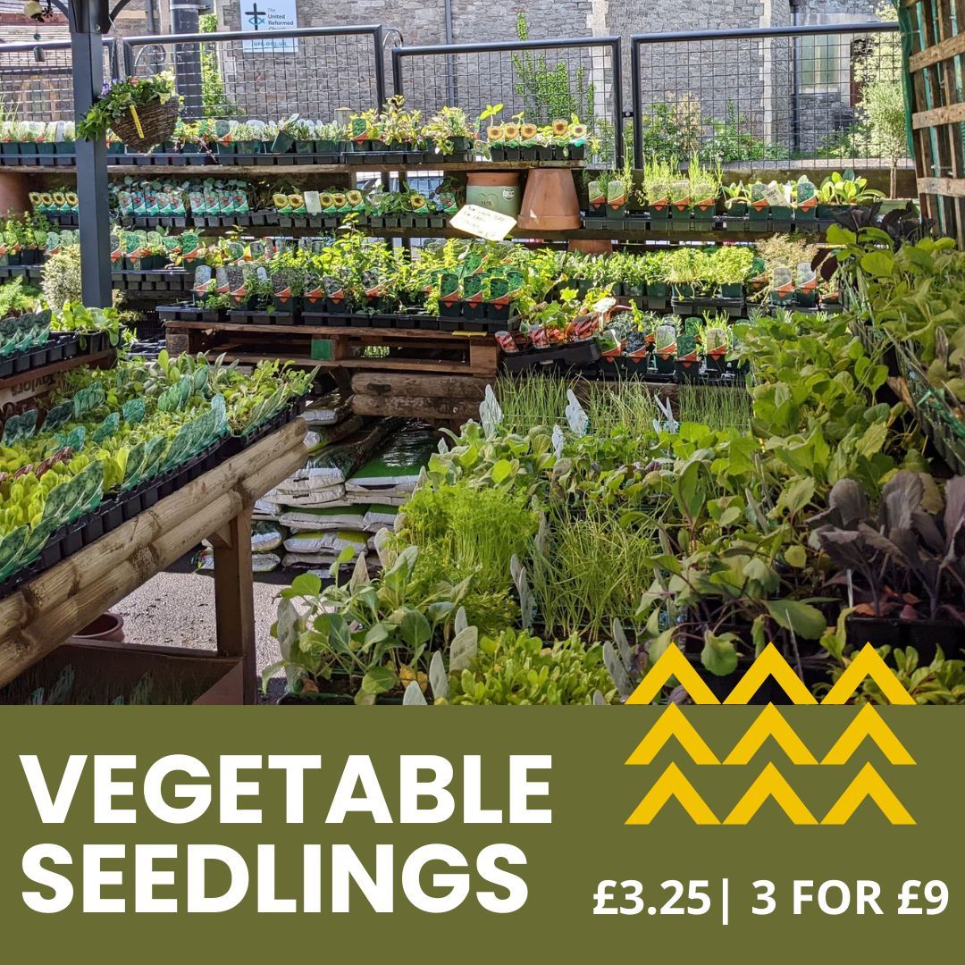 What are you going to be planting in your allotment this year? 

#bristol #henleaze #gardening #vegetableseedlings #bristolgardencentre #bristolgardenshop #shoplocal