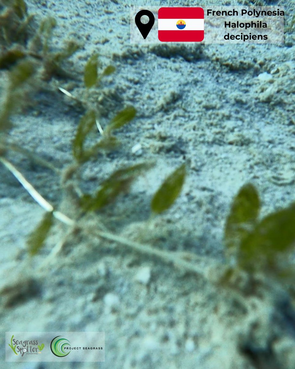 Another discovery of a #seagrass #meadow in #frenchpolynesia by Anthony Baniaga at a depth of 7m in subtidal waters with #flowering #plants. To report seagrass sightings in your area, visit the link to our Seagrass Spotter app - buff.ly/4a03r0F.