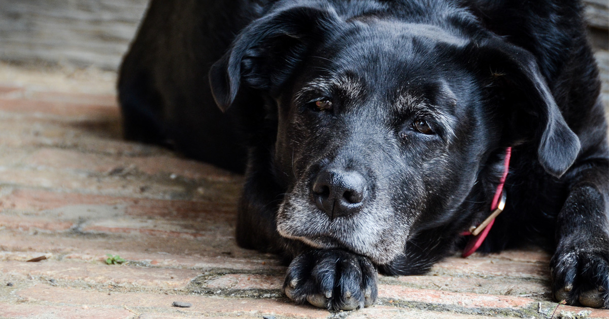 Osteoarthritis (OA) is a considerable welfare concern in dogs. At this year’s BSAVA Congress, Dr Siobhan Menzies, & Kirsty Cavill spoke about the benefits of establishing an OA clinic, & shared advice on how to do it. Read more ➡️ ow.ly/OOxj50RiQR1 #ArthritisAwarenessMonth