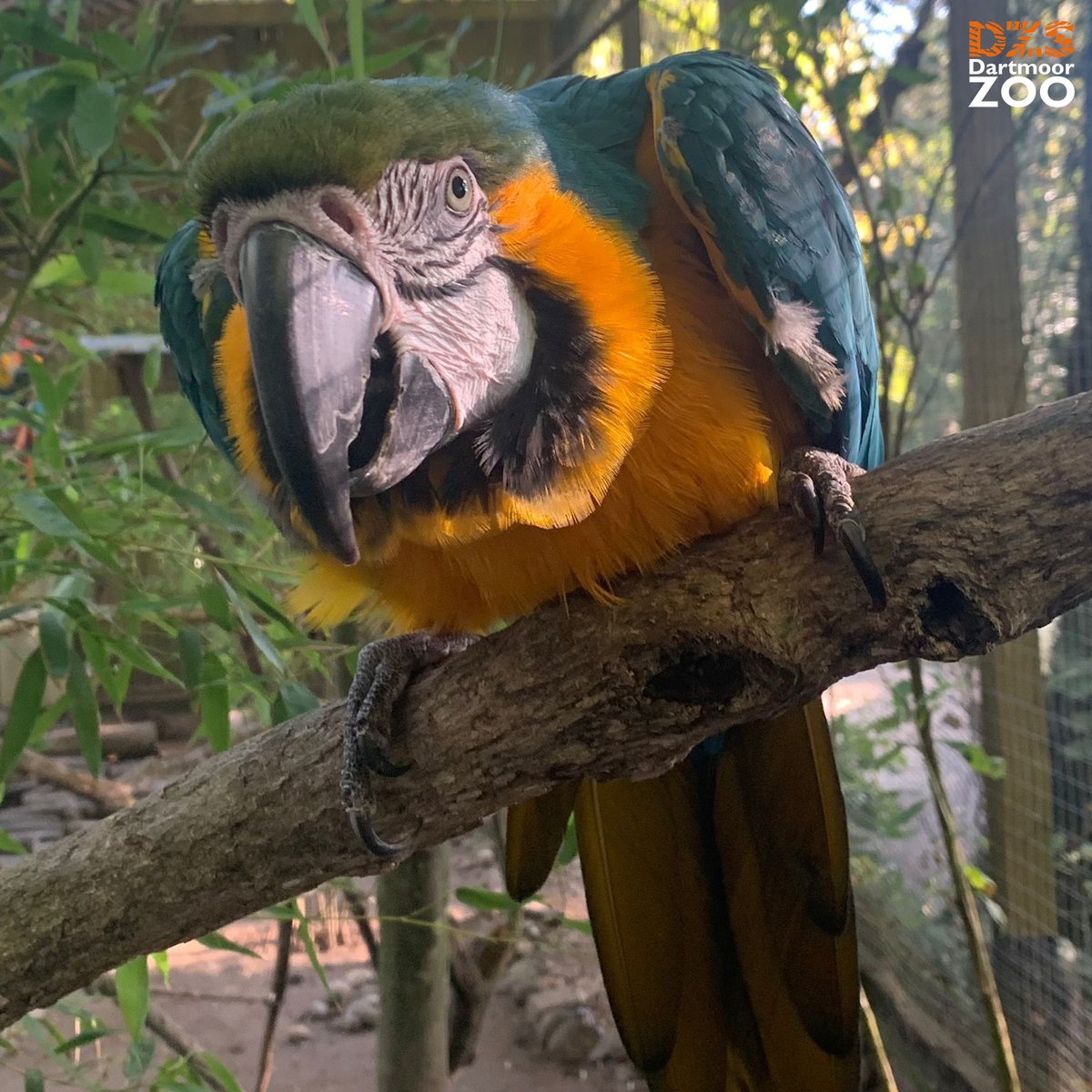 Brighten up your day with Buzz! 📷 Keeper Abbie #DartmoorZoo #DZS #Devon #BlueandGoldMacaw