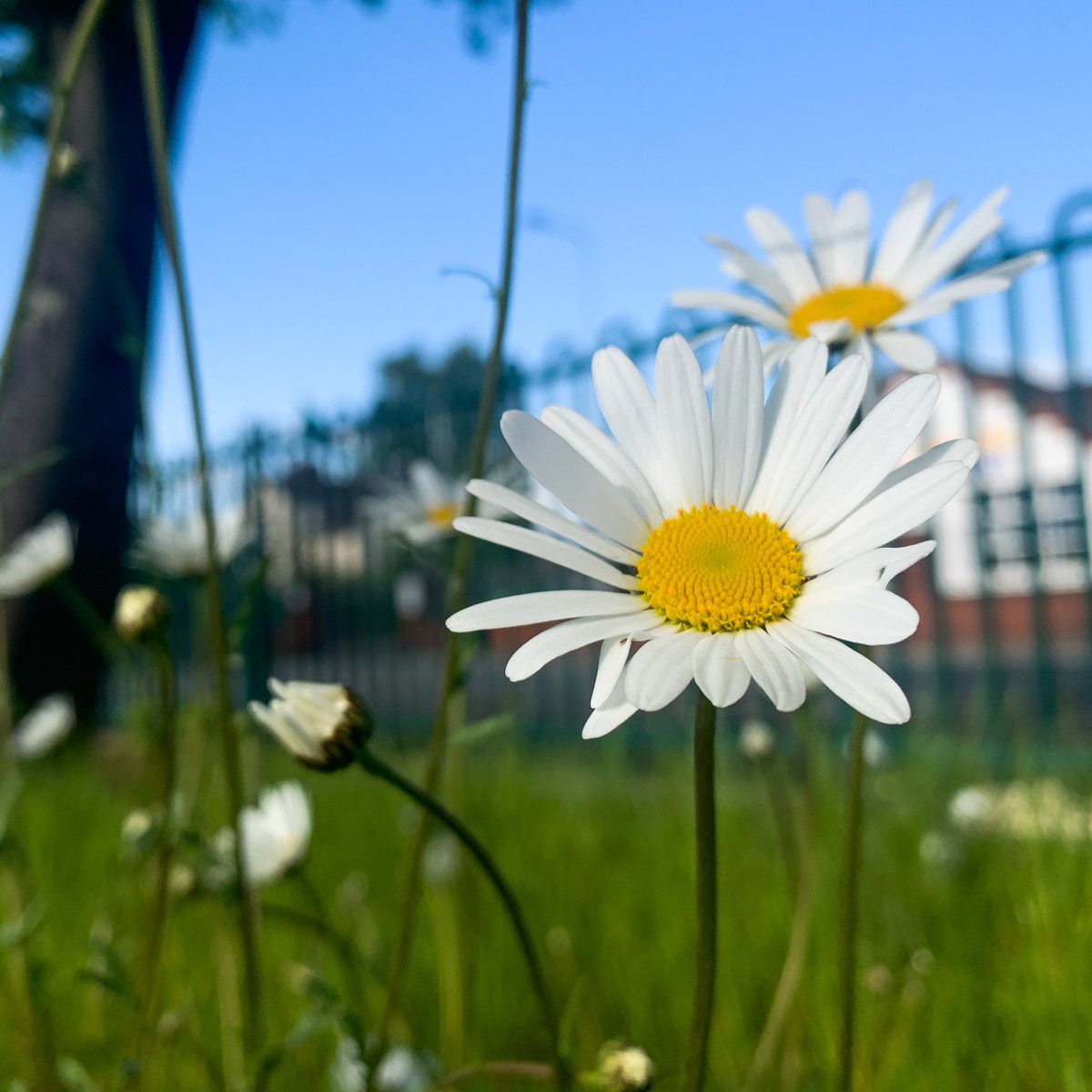 It’s time to let it grow for #NoMowMay 🌱 Plantlife’s No Mow May campaign is back! Take action for nature by putting the lawnmower away and letting the wildflowers bloom @Love_plants 🌸 Join the movement here orlo.uk/qFo1I 📸 Daisies on a lawn ©Pip Gray - Plantlife