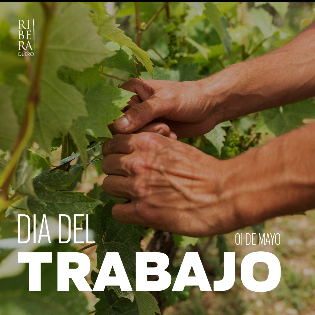 Sois la esencia que llena nuestras copas y colma de vida nuestros viñedos. ¡Salud y gracias por hacer posible cada cosecha! 🍇🍷 #diadeltrabajo #1m #riberadelduero