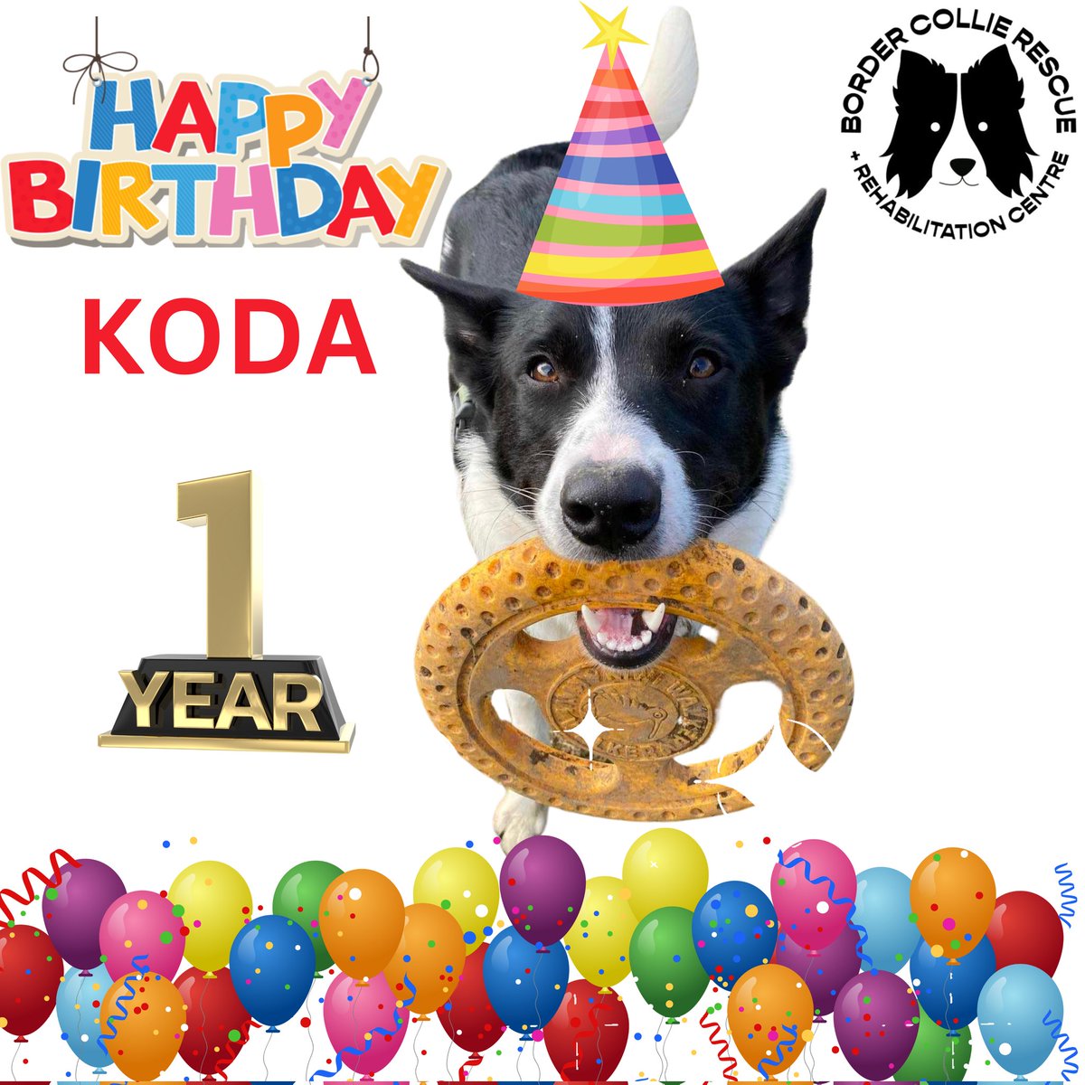 HAPPY 1st BIRTHDAY to our KODA today, extra cuddles and treats for him today 💖