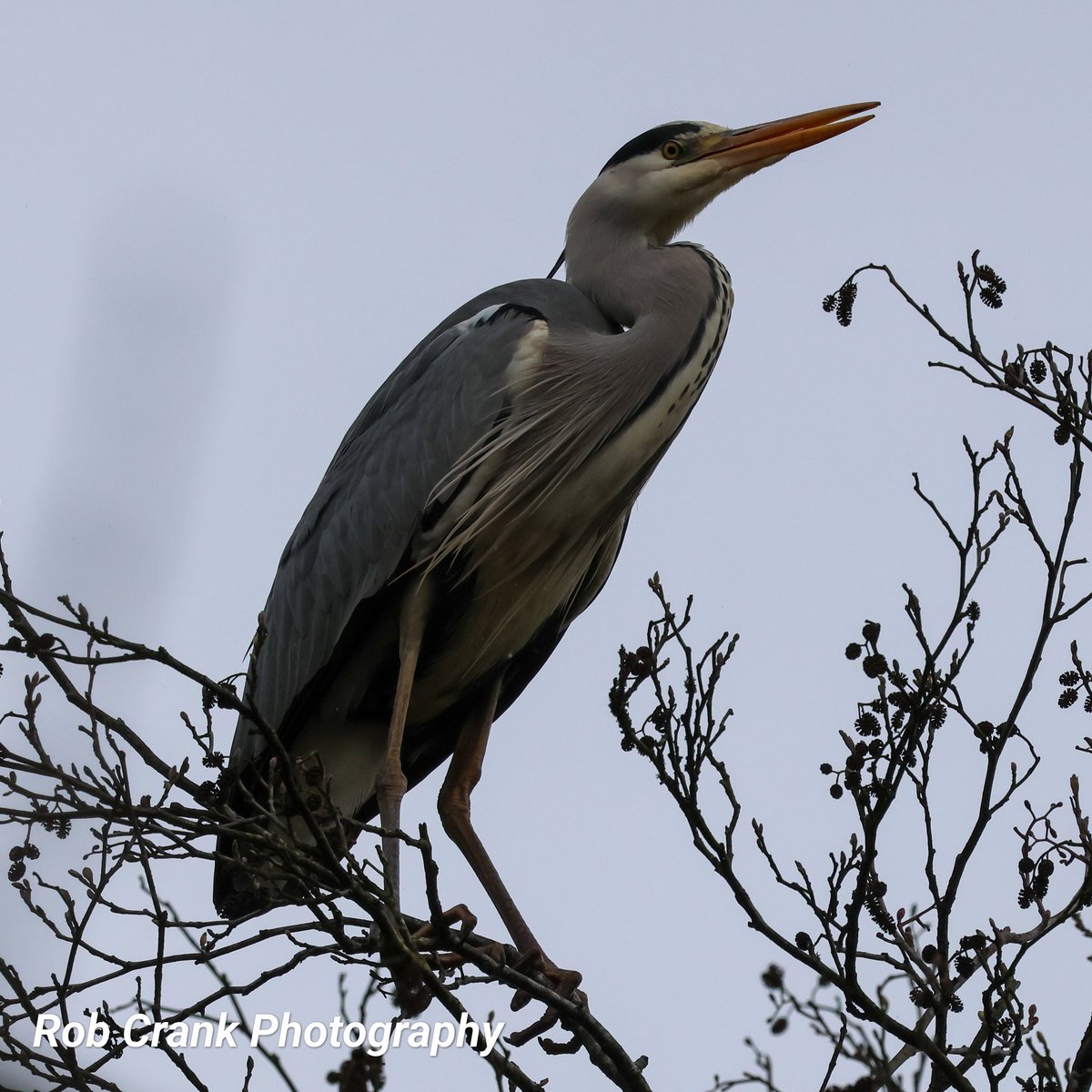 For #WaderWednesday this week I'm going with the Grey Heron perched at the top of a tall tree, hoping to get the best vantage point to spot some food.
#canonphotography #birdphotography #TwitterNaturePhotography #naturelovers #TwitterNatureCommunity #NaturePhotography