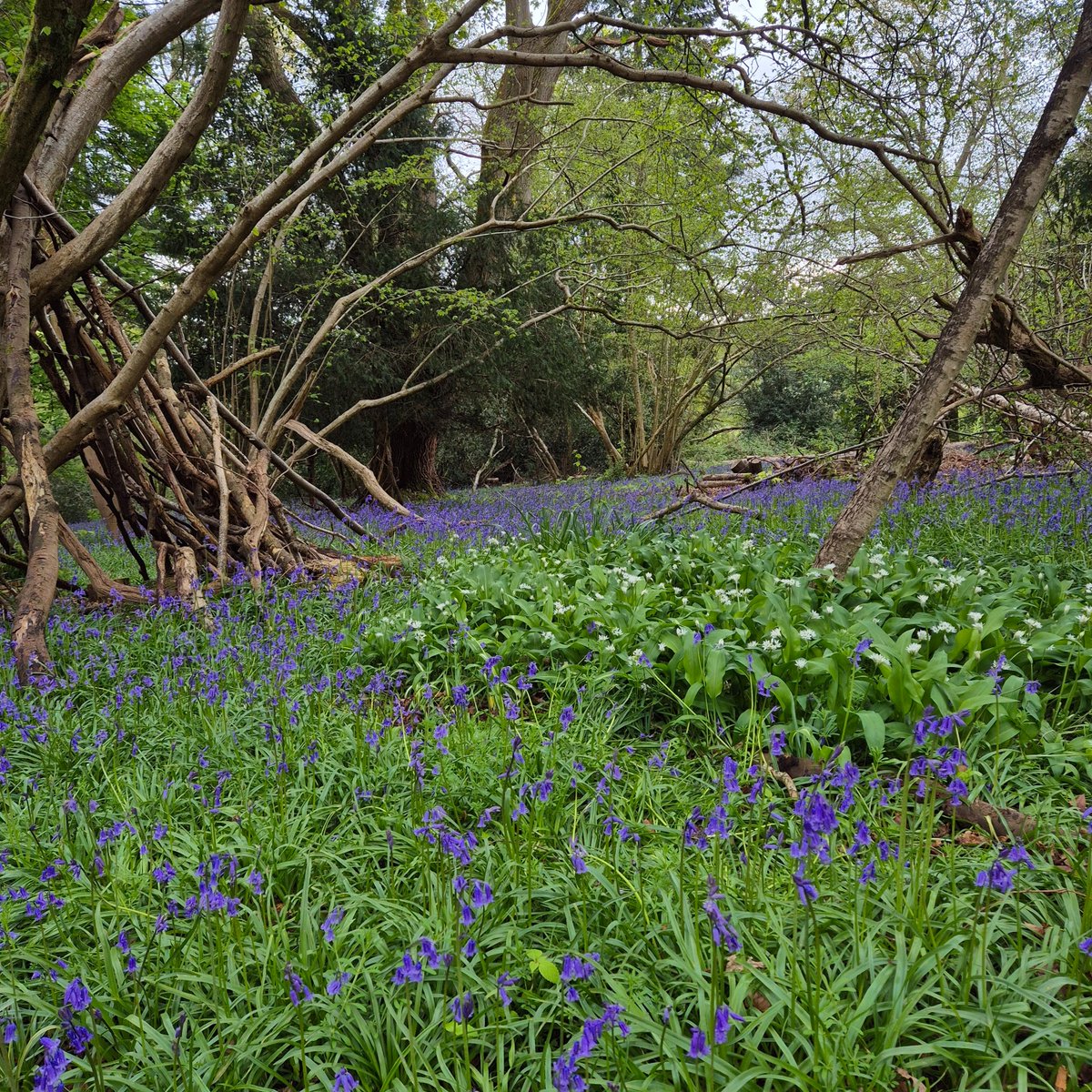 It’s bluebell season! Our favourites this year are at Abraham Wood, Boar’s Hill. They grow here in abundance thanks to the hard work of our volunteers, clearing the ground to let the sunlight in. Thanks also to @TOE_oxon for their support. #bluebells #greenspaces #oxford #OPT