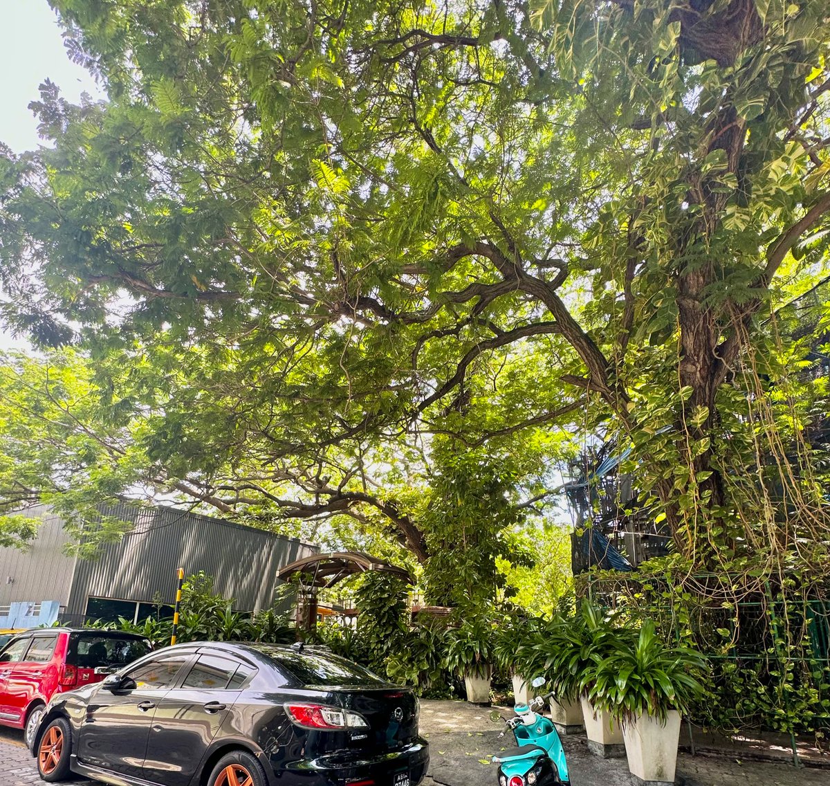 Shouldn’t Sultan Park have more entraces/exits for pedestrians to enjoy shortcuts through it? Isn’t that one of the purposes of having parks? Malé has limited green spaces as it is. Providing shortcuts shaded by trees is one way to encourage walking. @MaleCitymv